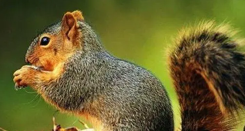 松鼠爱下水吗？来看看吧