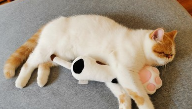 宠物圈 “多格漫”专场｜原来宠物的东西这么好玩，吸盘眺望台是个什么东东？