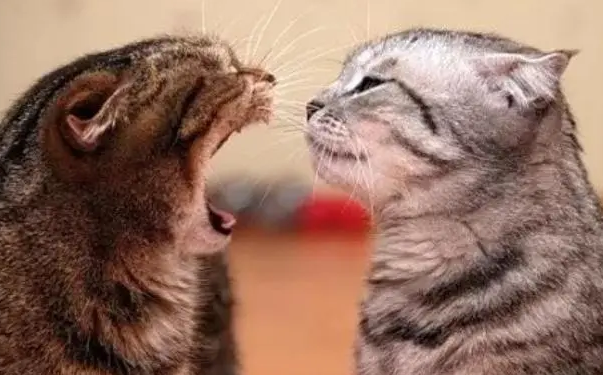 大猫对小猫哈气是什么原因