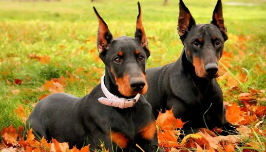 告诉你不养杜宾的十大理由! 告诉你不养杜宾的十大理由!