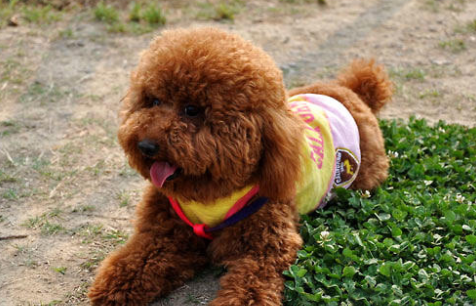 泰迪可以吃葡萄皮吗？该怎么挽救得好？