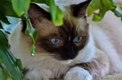 瞿罗猫读作暹罗猫？快来看看吧~