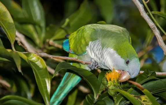 来这看看，和尚鹦鹉和亚历山大鹦鹉哪个好？