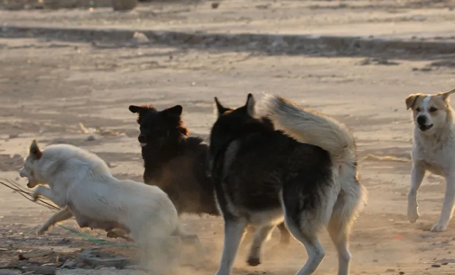 哈士奇放到非洲大草原会怎么样？不妨来了解下吧