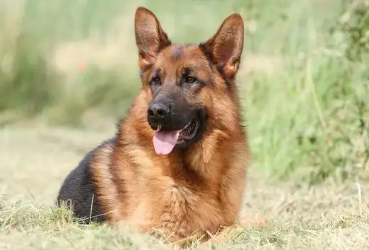 德牧多大开始变聪明？看完此文你就清楚了