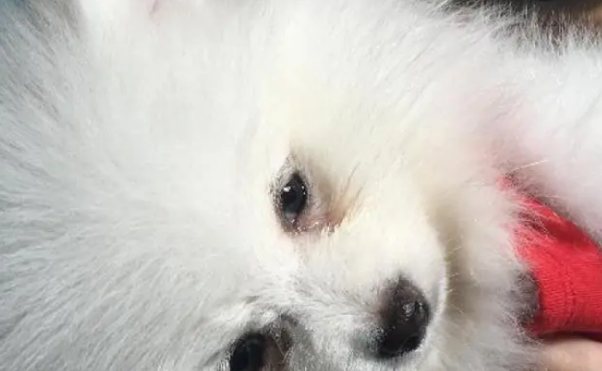 狗总有眼屎是怎么回事？看完你就知道