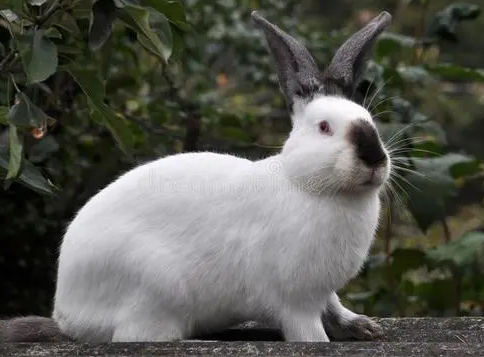 加利福尼亚兔寿命多长，来看看这篇文章吧