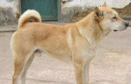 小土狗需要打疫苗吗？要准备多少钱呢？