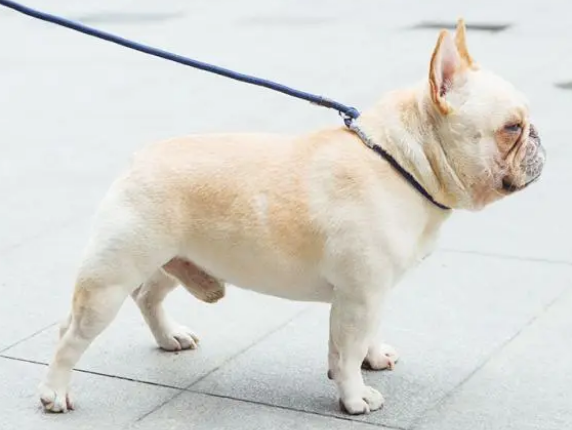 只要选对牵引绳，狗狗不用训也很听话