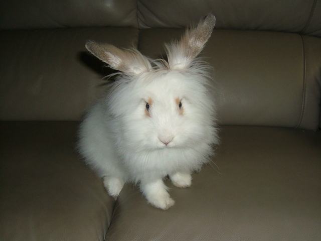 法国垂耳兔多少钱？来这了解一下吧！