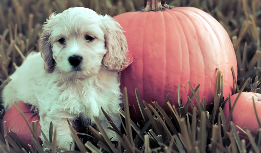 小狗几个月开始发春?主人要了解