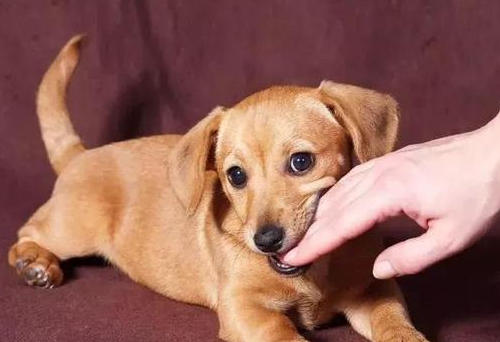 被宠物轻微抓伤后，要打狂犬疫苗吗？