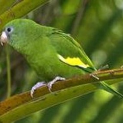 非常容易饲养的黄翅鹦鹉你心动了吗