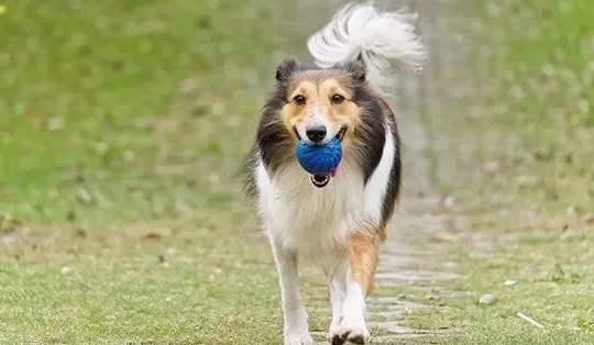 经常给狗狗吃不同狗粮，狗狗有很大负担