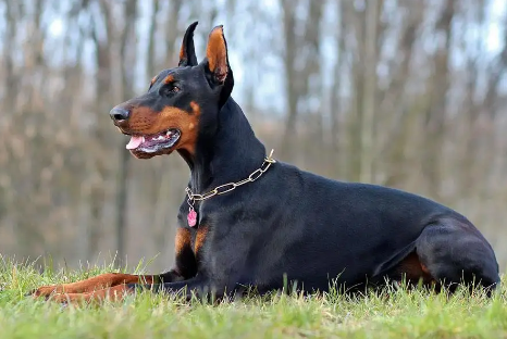 杜宾犬剪耳之前要知道的事项有哪些？一起来看看吧！