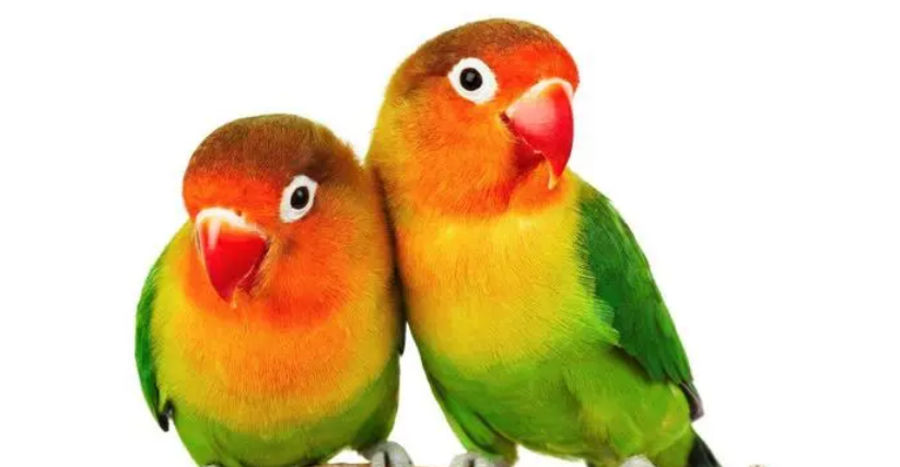 养鹦鹉的好处与坏处是什么？你必须要知道