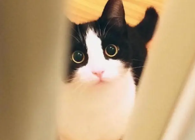 别买猫窝了，猫咪最喜欢睡觉的地点，是这7个地方