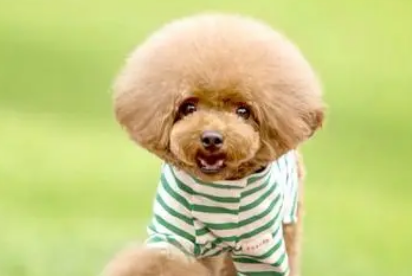 科学养宠之狗打完狂犬疫苗洗澡了怎么办? 科学养宠之狗打完狂犬疫苗洗澡了怎么办?