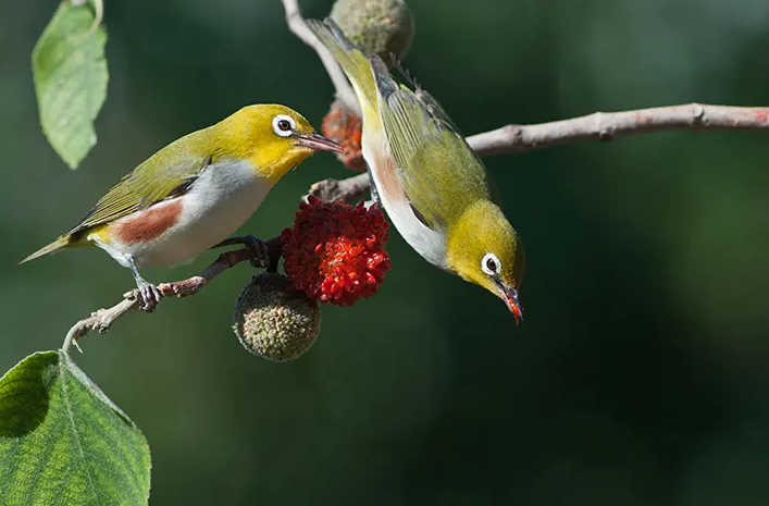 红胁绣眼鸟挑选及饲养，来get一下~