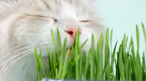 猫星人必备未卡VETRESKA无土猫草 三种款式 随心选择