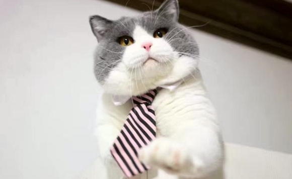 英短会不会抓老鼠？大家都很好奇吧