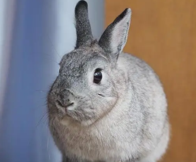 金吉拉兔怕冷吗？养的人看过来