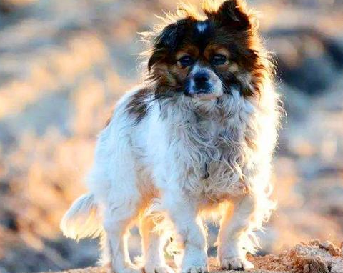 流浪狗冬天会不会冻死？知道结果的我哭了