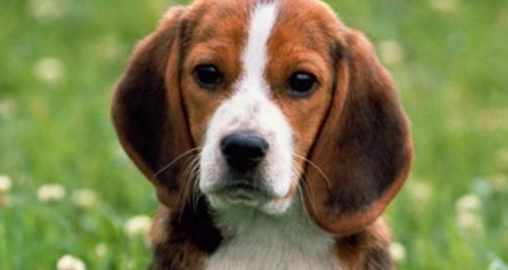 大耳朵狗有哪些？大家快来看一看