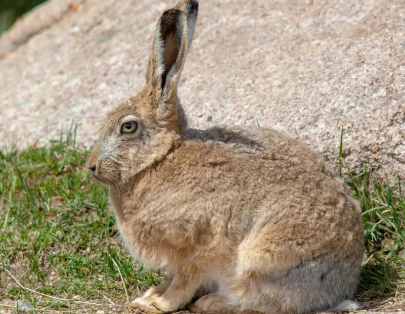 灰尾兔的寿命，来这了解一下