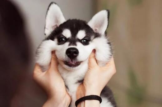 喜爱体型大的狗狗？现在就看过来吧~