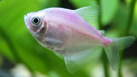 红裙鱼能陪你多久，全看你怎么养！