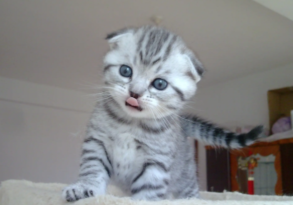 半折耳猫和折耳猫有哪些区别？我来告诉你答案！