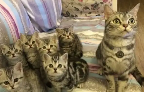 一窝猫交配的注意点,铲屎官们来看看~ 一窝猫交配的注意点,铲屎官们来看看~