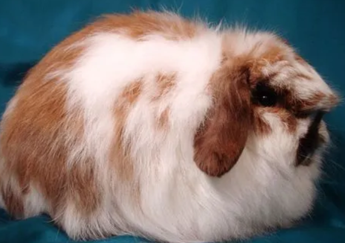 今日科普：美国长毛垂耳兔到底聪不聪明