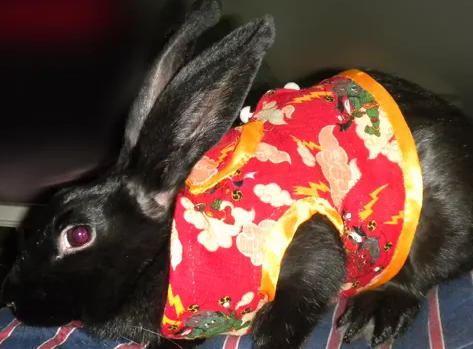 夏温拿兔饲养方法，主人来看看