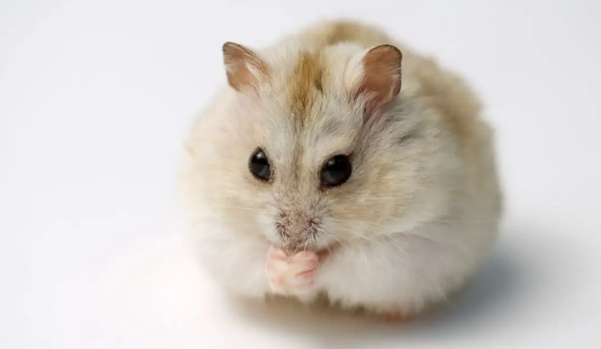 仓鼠可以吃人类这些食物