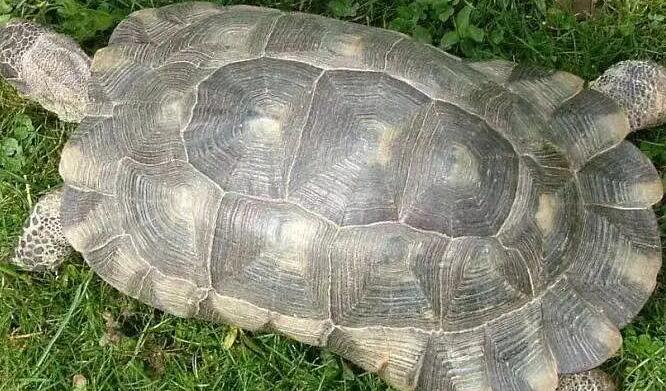 伯格海角陆龟很值钱？劝你别做大冤种！