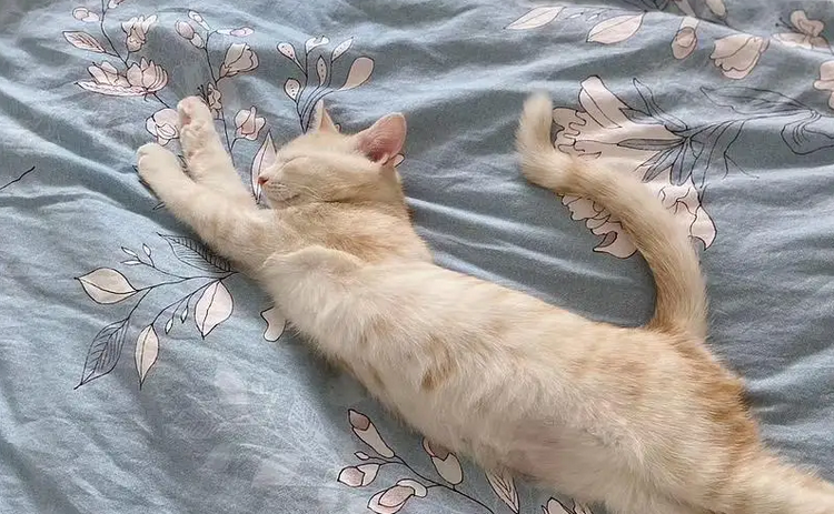 公猫经常在床上尿尿的原因大概是这4点！