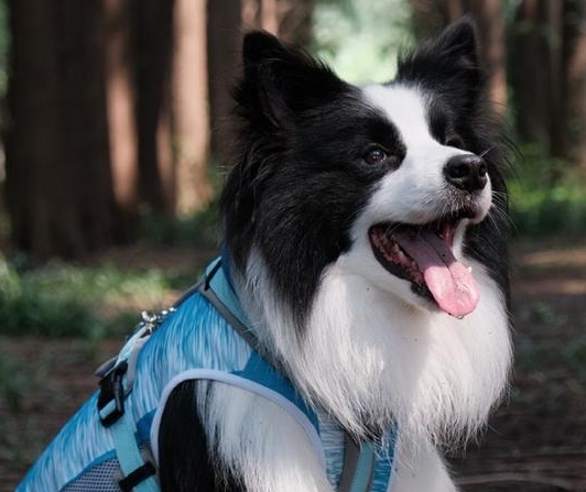 狗狗老了之后,一定要吃老年狗粮吗? 狗狗老了之后,一定要吃老年狗粮吗?