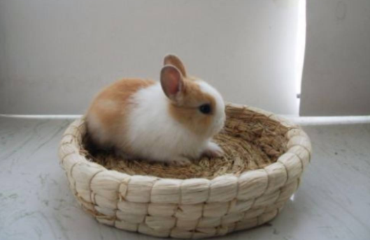 荷兰侏儒兔在哪里卖？感兴趣的快来看看！