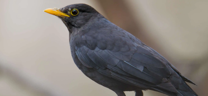 黑乌鸫的价格是多少?还挺便宜的.. 黑乌鸫的价格是多少?还挺便宜的..