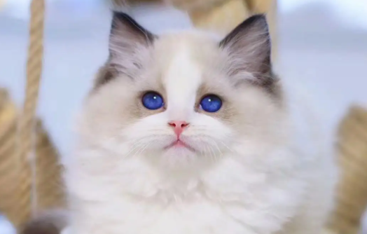 布偶猫不粘人怎么办？如何养护真的很重要！