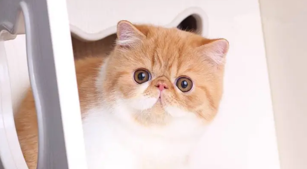 加菲猫对主人忠诚吗？来了解一下吧