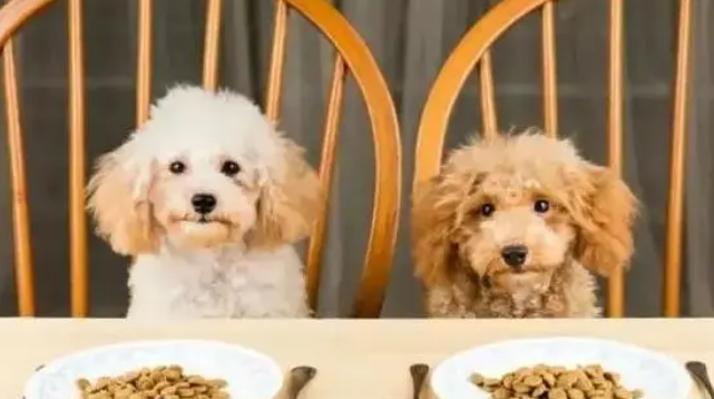 旧狗粮没了可以直接换新狗粮吗?答案是“NO”! 旧狗粮没了可以直接换新狗粮吗?答案是“NO”!