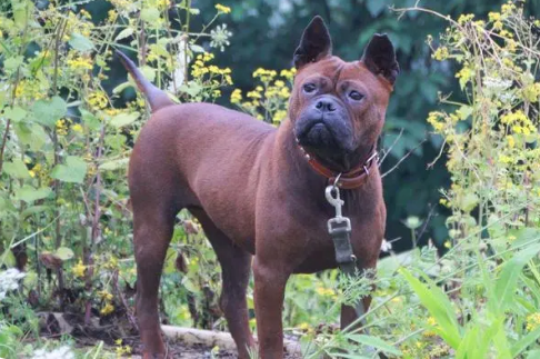 国产的猎犬——川东猎犬