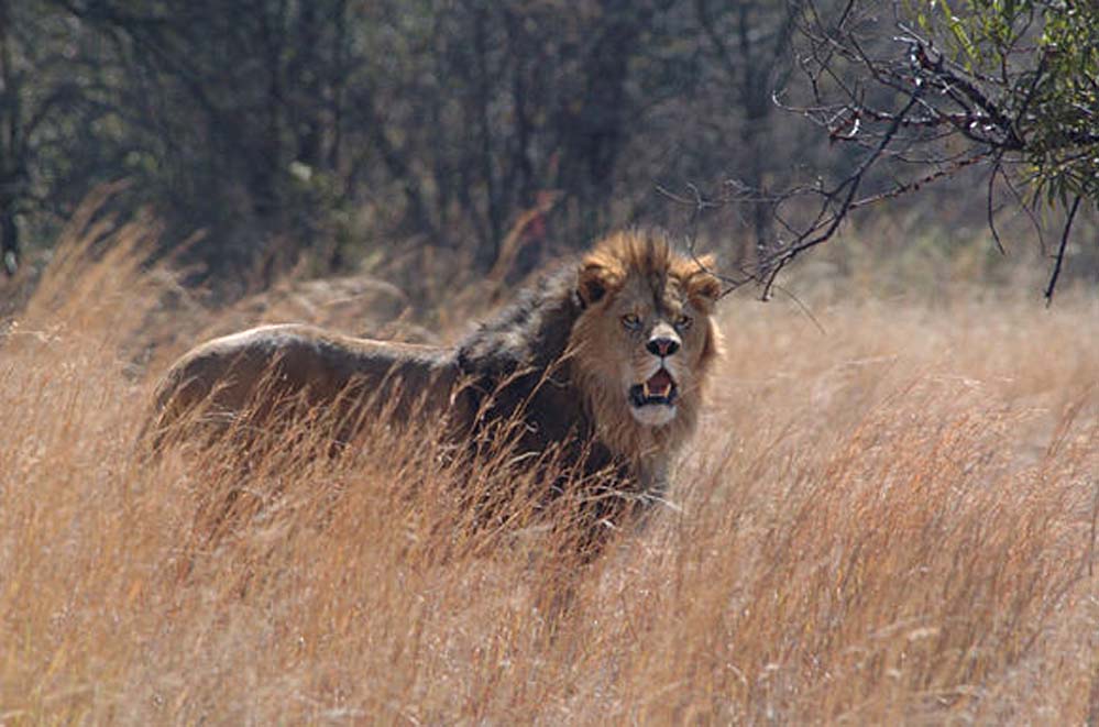 狮口惊魂(2007)的剧照 狮口惊魂(2007)的剧照