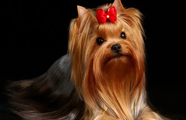 约克夏寿命有多长，跟你的饲养方法有关