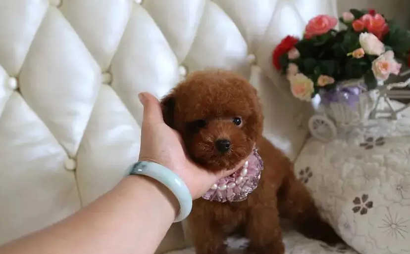 区分泰迪是否为纯种，看这几个方面