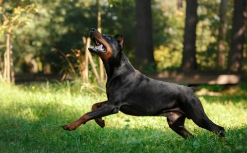 德系杜宾和美系杜宾的区别，你了解吗?