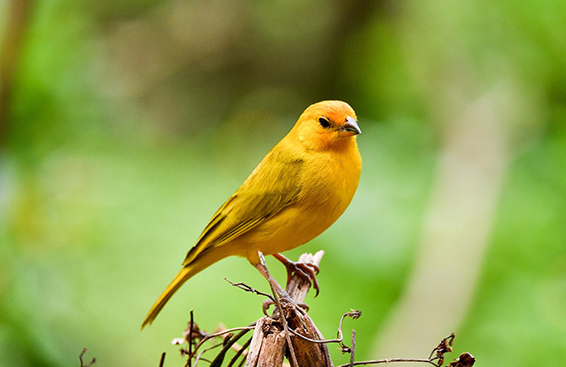 金青鸟与大黄金的区别在这里